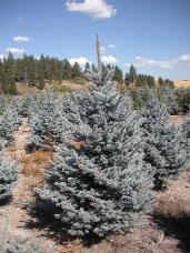 Colorado Spruce